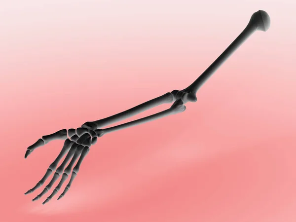 骨骼肌的手臂 3D说明 — 图库照片