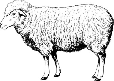 Domestic sheep clipart