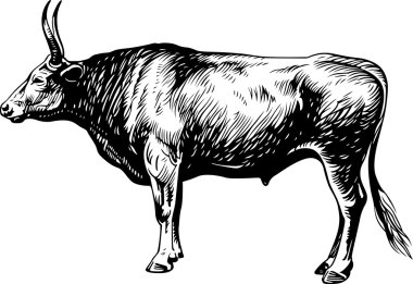 Bullock