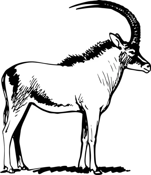 Antilope — Stockvector