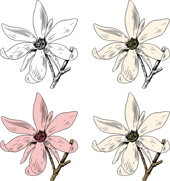 Anise Magnoliaストックベクター ロイヤリティフリーanise Magnoliaイラスト Depositphotos