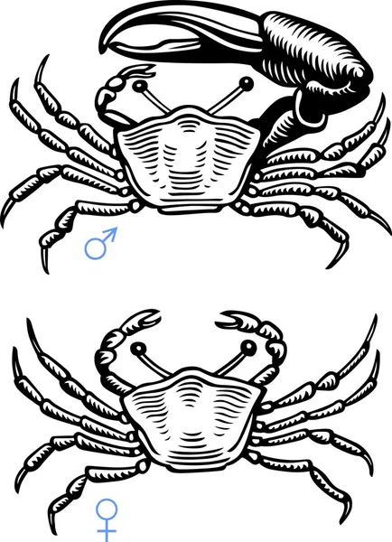 Zwei Krabben — Stockvektor
