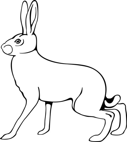 Europäischer Hase — Stockvektor