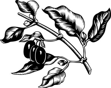 Cornelian kirazı