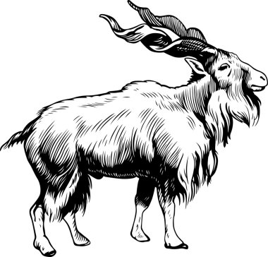 Markhor male clipart