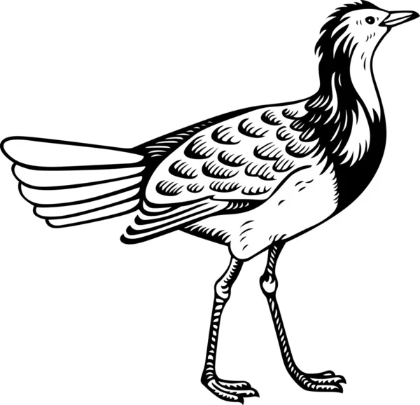 Szép madár — Stock Vector