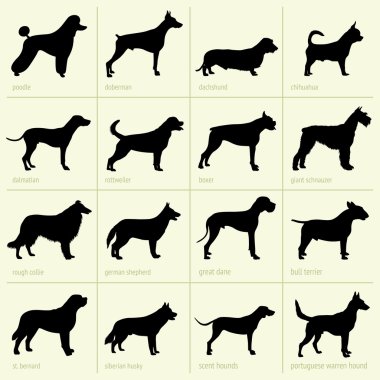 köpek ırkları
