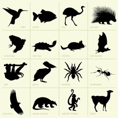 Animals of South America clipart