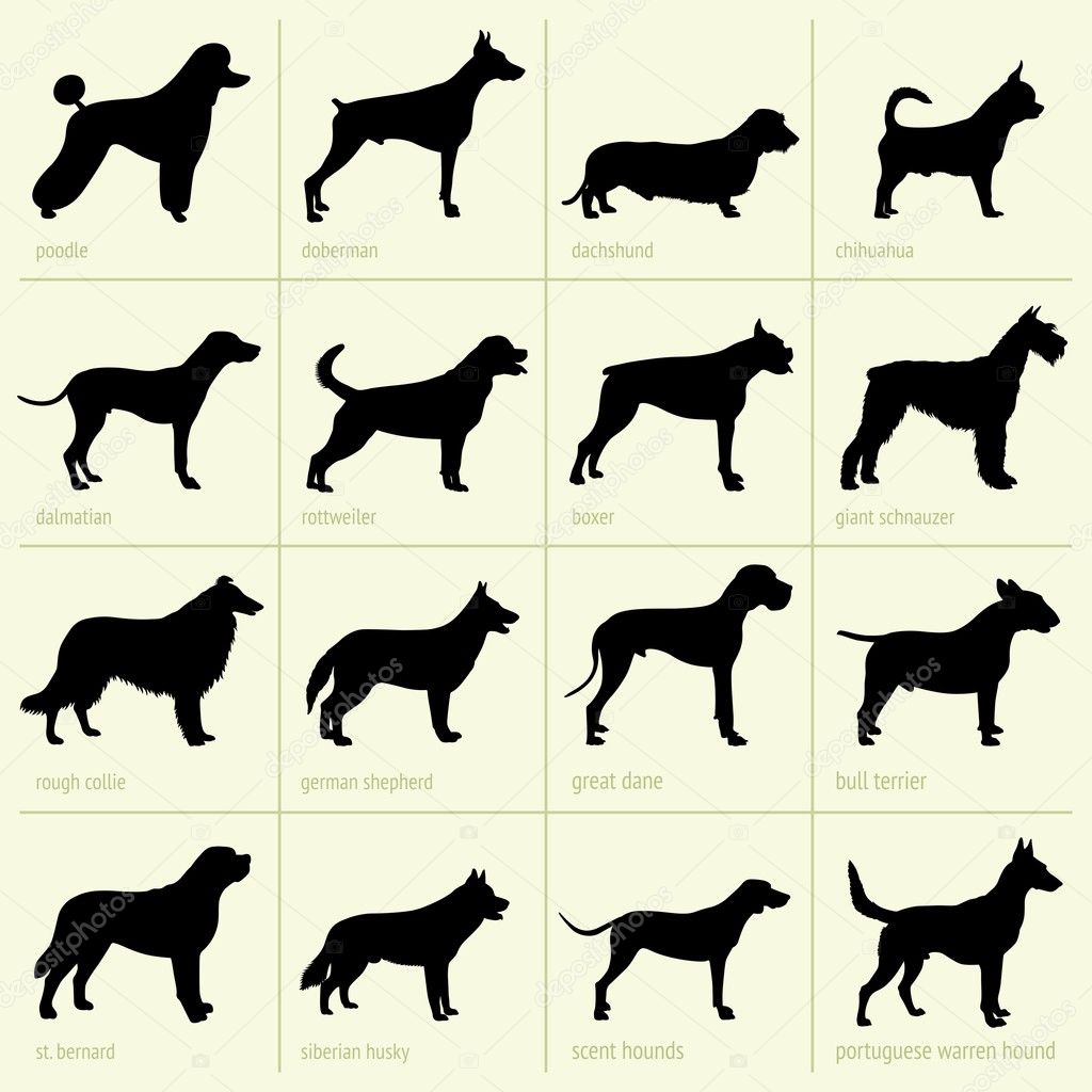 Breeds of dogs