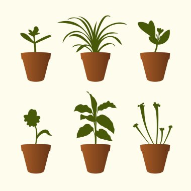 bitki saksıları içinde