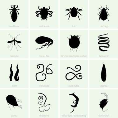 Human parasite icons clipart