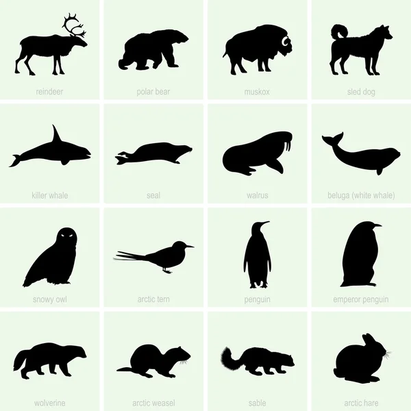 Icônes d'animaux polaires — Image vectorielle