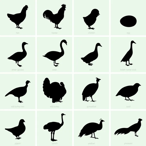 Aves — Vector de stock