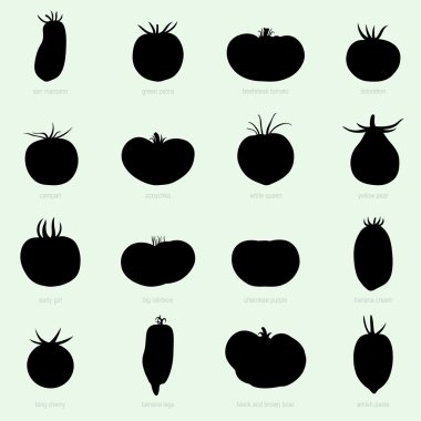 Sorts of tomatoes clipart
