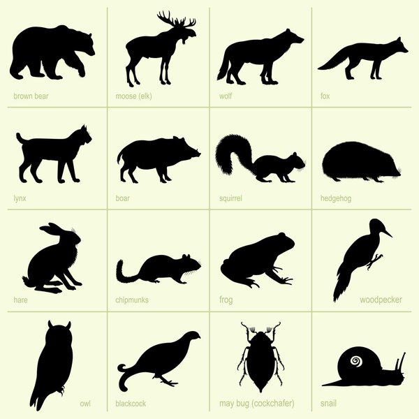 Forest animals