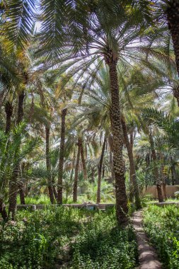 Oasis Al Ain