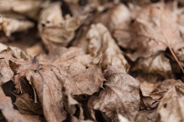 Sonbahar Yaprakları