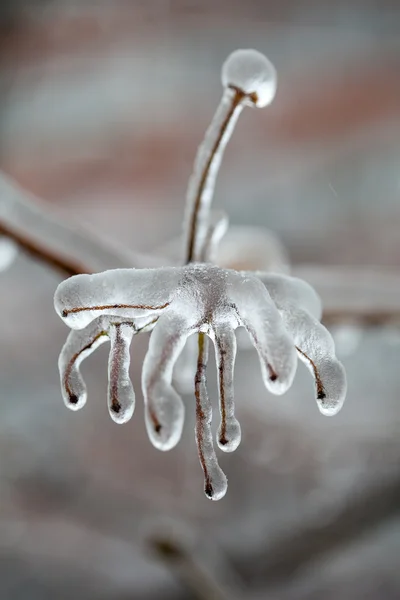 Branches couvertes de glace — Photo