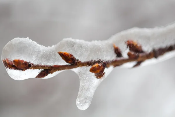 Branches couvertes de glace — Photo