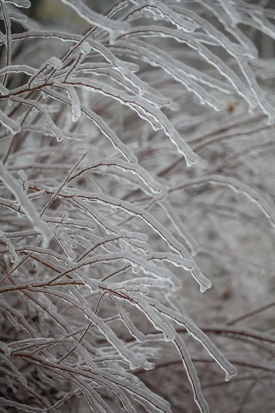 Ветви покрытые льдом — стоковое фото