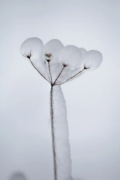 Ice covering grass blade — Stock Photo, Image
