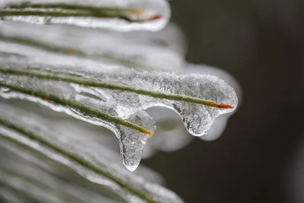 Ice coverd needles — Stock Photo, Image