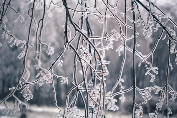 Ветви покрытые льдом — стоковое фото