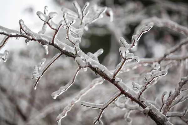 Ice covered branches — Stock Photo, Image