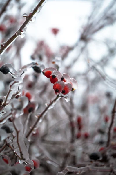 Rose Hips — Stock Photo, Image