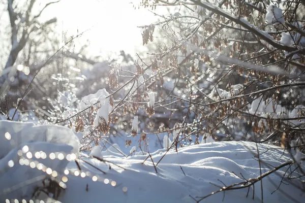 Vinter i skogen — Stockfoto