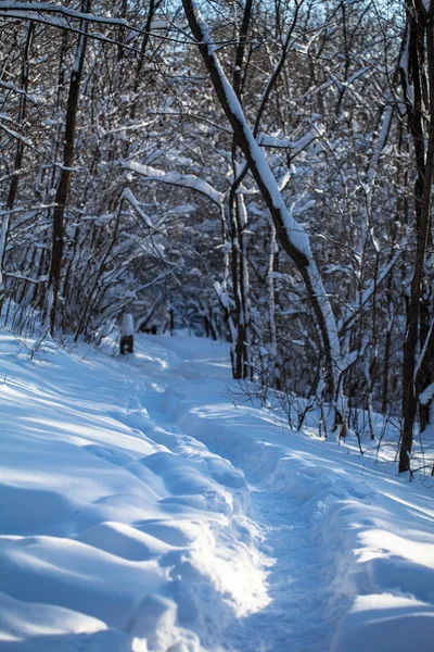 Vinterskog — Stockfoto