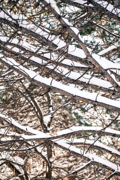 Tent of snow covered branches — Stock Photo, Image