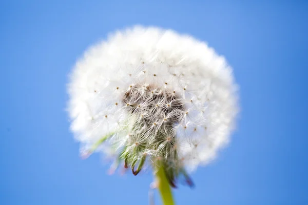 Blowball — ストック写真