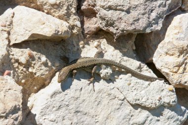 Bir kertenkele taşın üzerinde oturur ve güneşin tadını çıkarır.
