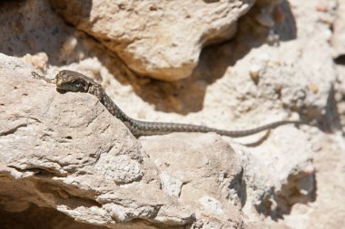 Kertenkelenin kayadaki yakın çekimi.