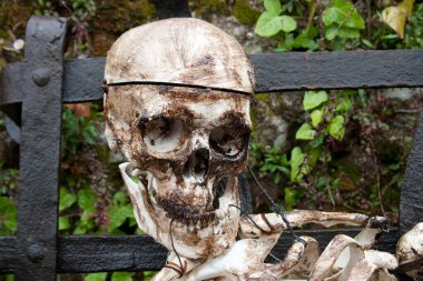 Tahta bir çitin üzerindeki eski ahşap kafatası