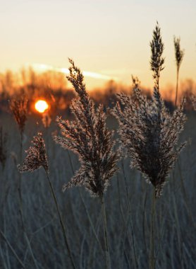 Sabahları sallanan sazlıklar, arka planda yükselen güneş, sapları ve gökyüzü boyunca ılık bir altın parıltı bırakıyor..
