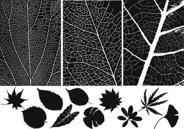 Set of leaf vector and texture — Stock Vector