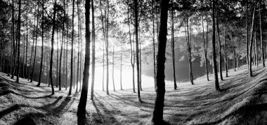 Nationaalpark pine forest
