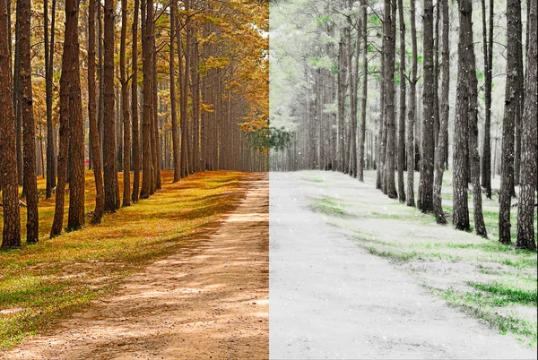 A pine forest taken in the morning at thailand - Season Change C — Stock Photo, Image