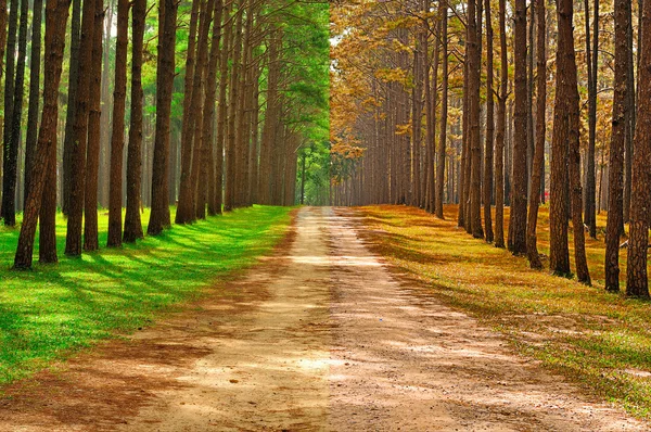 A pine forest taken in the morning at thailand - Season Change C Stock Photo