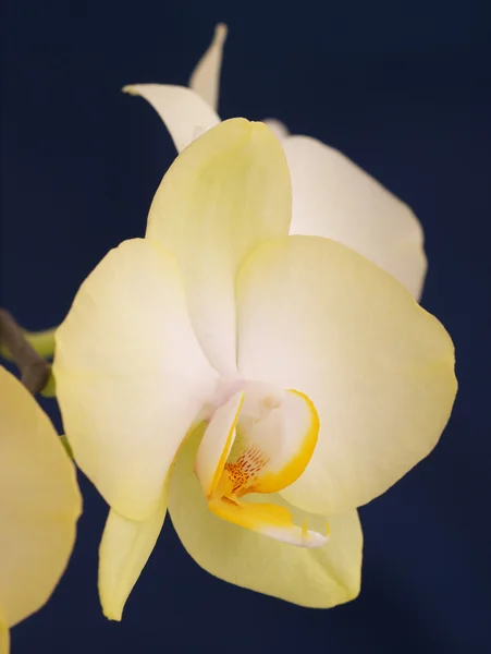 Phalaenopsis orkide. çiçek.