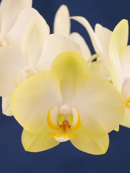 Orquídea Phalaenopsis. Flor . — Fotografia de Stock