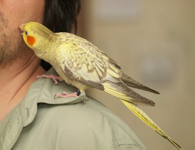 papağan ile dostluk.