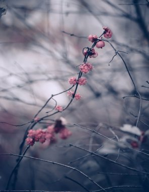 winter flora