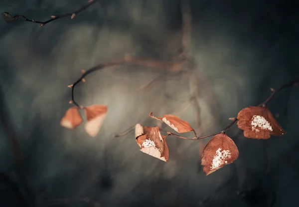 Winter floral bakgrund — Stockfoto