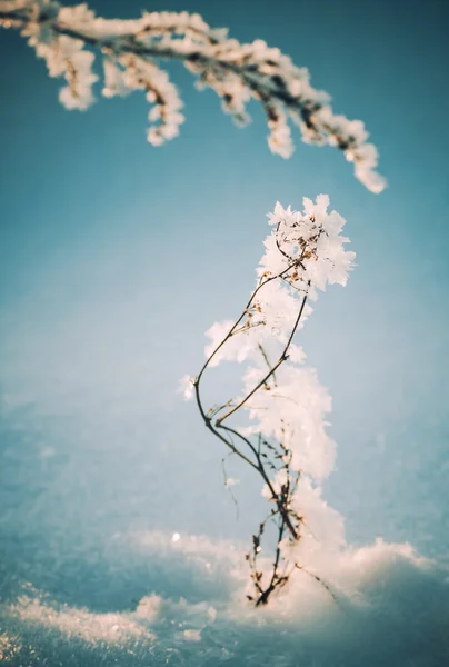 Winter floral background — Stock Photo, Image