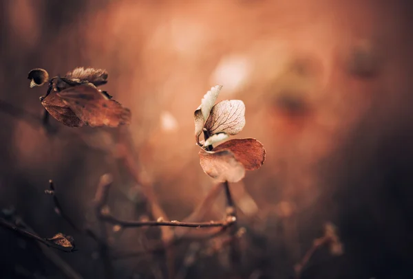 Зимний цветочный фон — стоковое фото