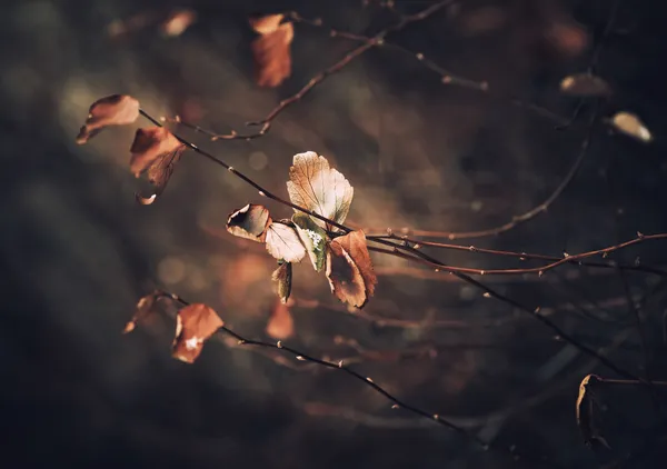 Talvi kukka tausta — kuvapankkivalokuva