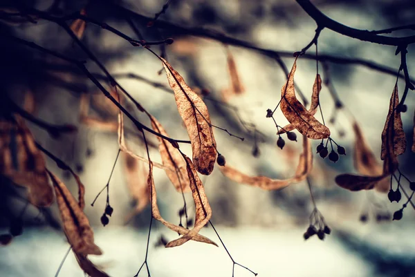 Ramuri de iarnă — Fotografie, imagine de stoc